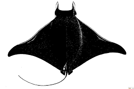 Image result for Mobula thurstoni