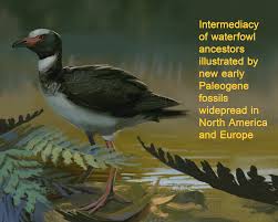 Attēlu rezultāti vaicājumam “Anseriformes”