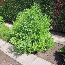 Image result for Liebstöckel