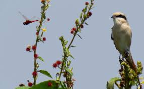 Image result for Lanius isabellinus