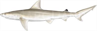 Image result for Nasolamia velox