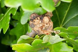 Attēlu rezultāti vaicājumam “Biorhiza pallida”