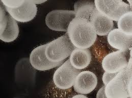 Attēlu rezultāti vaicājumam “Ceratiomyxa morchella young”