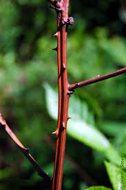 Attēlu rezultāti vaicājumam “Stemonitis pallida var. rubescens macro”