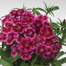 Image result for Dianthus barbatus