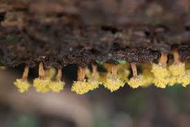 Attēlu rezultāti vaicājumam “Trichia alpina macro”