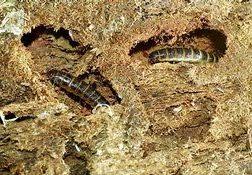 Attēlu rezultāti vaicājumam “Harminius undulatus”