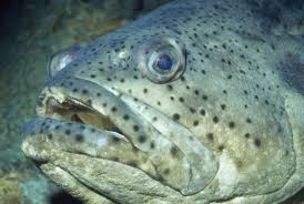 Image result for Epinephelus itajara