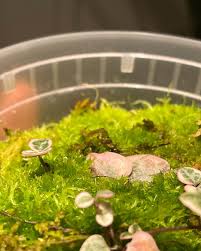 Attēlu rezultāti vaicājumam “Sphagnum riparium”