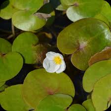 Attēlu rezultāti vaicājumam “Hydrocharis morsus-ranae flower”