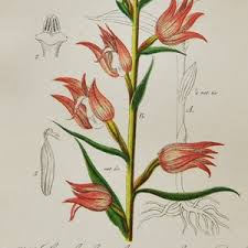 Attēlu rezultāti vaicājumam “Cephalanthera rubra leaf”