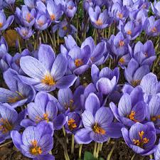 Attēlu rezultāti vaicājumam “Crocus speciosus”