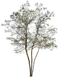 Attēlu rezultāti vaicājumam “Robinia”