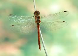 Attēlu rezultāti vaicājumam “Sympetrum vulgatum male”