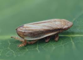 Attēlu rezultāti vaicājumam “Neophilaenus lineatus”