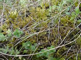 Attēlu rezultāti vaicājumam “Abietinella abietina”