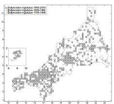 Attēlu rezultāti vaicājumam “Didymodon rigidulus sporophyte”