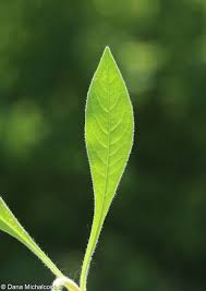 Attēlu rezultāti vaicājumam “Knautia arvensis leaf”
