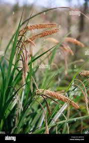 Attēlu rezultāti vaicājumam “Carex sylvatica flower”