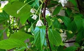Attēlu rezultāti vaicājumam “Schisandra chinensis flower”
