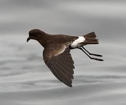 Image result for Oceanites oceanicus