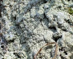 Attēlu rezultāti vaicājumam “Pertusaria flavida”