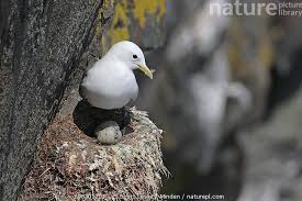 Attēlu rezultāti vaicājumam “Rissa tridactyla nest”