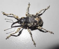 Attēlu rezultāti vaicājumam “Cribraria martinii stalked”