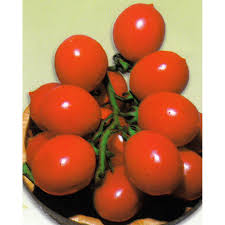 Afbeeldingsresultaat voor principe borghese tomato