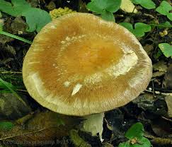 Attēlu rezultāti vaicājumam “Cortinarius praestans”