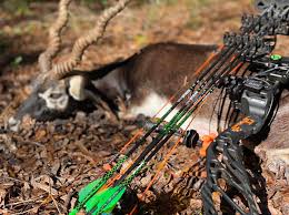 Image result for Orion Bowhunters