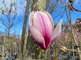 Attēlu rezultāti vaicājumam “Magnolia x soulangeana”