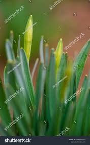 Attēlu rezultāti vaicājumam “Narcissus bud”