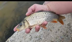 Image result for Cyprinus multitaeniatus