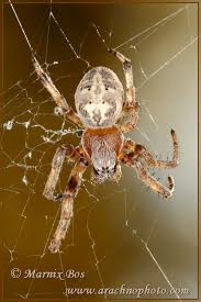 Attēlu rezultāti vaicājumam “Larinioides cornutus”