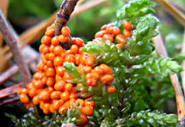 Attēlu rezultāti vaicājumam “Hemitrichia sordivesiculosa sessile”