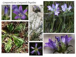 Image result for Campanula lingulata