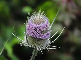 Image result for Dipsacus silvestris