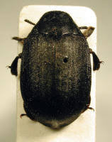 Attēlu rezultāti vaicājumam “Byrrhidae”