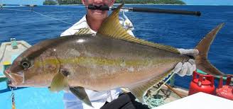 Image result for Seriola rivoliana