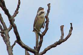 Attēlu rezultāti vaicājumam “Sylvia communis adult”
