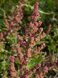 Attēlu rezultāti vaicājumam “Chenopodium rubrum”