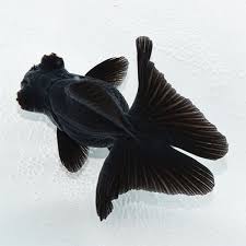 Image result for 出目金