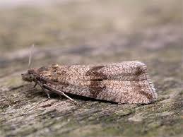 Attēlu rezultāti vaicājumam “Celypha striana”