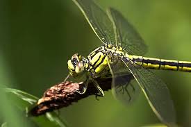 Attēlu rezultāti vaicājumam “Gomphus flavipes”