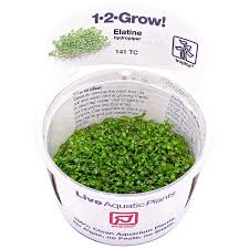 Attēlu rezultāti vaicājumam “Elatine hydropiper leaf”