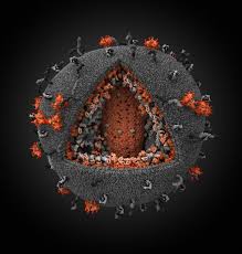 Image result for фотография вируса вич