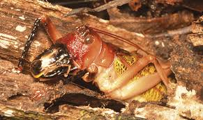 Attēlu rezultāti vaicājumam “Cladopodiella francisci macro”