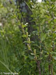 Attēlu rezultāti vaicājumam “Betula humilis”