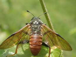 Attēlu rezultāti vaicājumam “Trichiosoma”